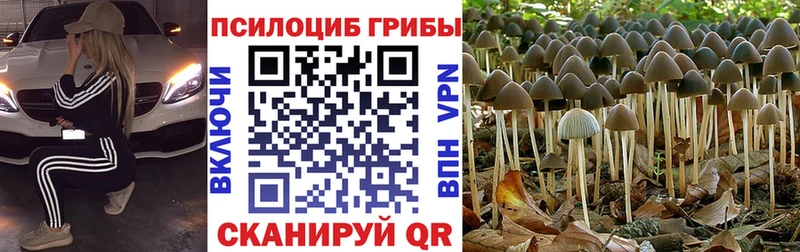 Галлюциногенные грибы Psilocybe  mega   Иннополис 